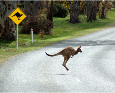 SHUROO lifestyle kangaroo jumping across road